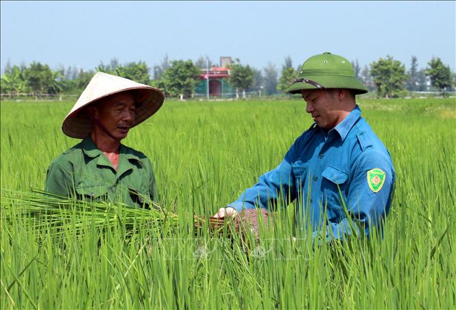 Thưởng thức hình ảnh trồng lúa hữu cơ Nam Định để cảm nhận sự ấm áp và đầy tình thương của vùng đất này - nơi có nhiều nông trại sản xuất lúa hữu cơ cho những sản phẩm sạch và chất lượng.