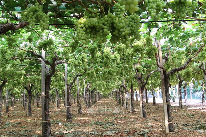 Trong ảnh: Vườn nho không hạt tại quận Rutigliano, vùng Puglia (Italy). Ảnh: Trường Dụy - PV TTXVN tại Italy