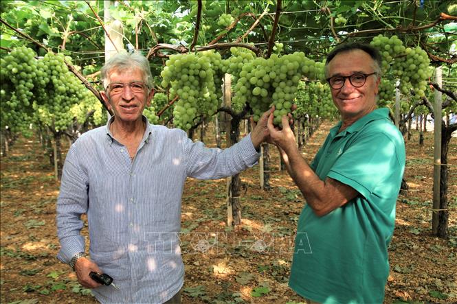 Trong ảnh: Ông Giuseppe Valenzano cùng anh trai Francesco Valenzano trong vườn nho của gia đình tại Puglia (Italy). Ảnh: Trường Dụy - PV TTXVN tại Italy