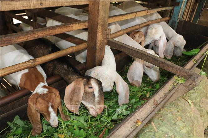 Trong ảnh: Mô hình nuôi dê thịt tại huyện Hồng Ngự (Đồng Tháp). Ảnh: Nhựt An - TTXVN 