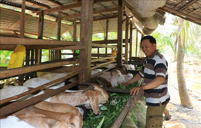 Đồng Tháp: Mô Hình Chăn Nuôi Dê Thịt Mang Lại Hiệu Quả Kinh Tế Cao - Ảnh  Thời Sự Trong Nước - Kinh Tế - Thông Tấn Xã Việt Nam (Ttxvn)