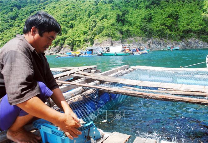 Người nuôi cá bớp lồng bè tại khu vực đảo Hòn Chuối rất lo lắng trước tình trạng cá bị chết chưa rõ nguyên nhân. Ảnh: Huỳnh Anh - TTXVN