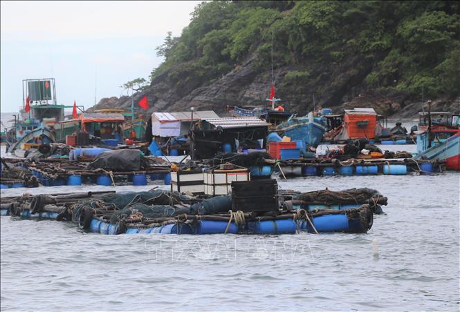Hiện, trên khu vực đảo Hòn Chuối có 29 hộ nuôi cá bớp, với gần 150 lồng bè. Ảnh: Huỳnh Anh - TTXVN