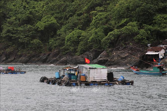 Với điều kiện tự nhiên thuận lợi nên những năm qua, nghề nuôi cá bớp thương phẩm của ngư dân đảo Hòn Chuối phát triển mạnh. Ảnh: Huỳnh Anh - TTXVN

