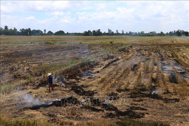 Trong ảnh: Bà con nông dân ở huyện Cao Lãnh đốt rơm rạ sau khi thu hoạch lúa Hè Thu 2022. Ảnh: Nguyễn Văn Trí – TTXVN