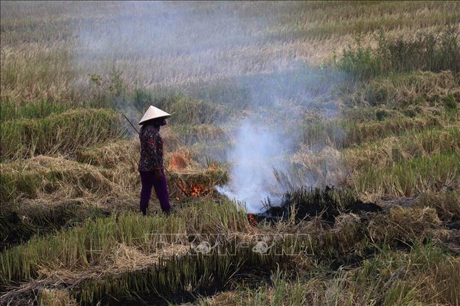 Trong ảnh: Bà con nông dân ở huyện Cao Lãnh đốt rơm rạ sau khi thu hoạch lúa Hè Thu 2022. Ảnh: Nguyễn Văn Trí – TTXVN