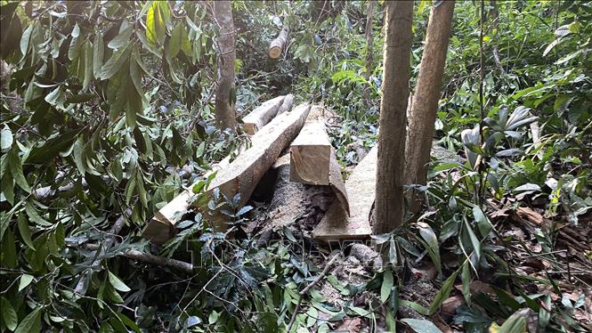 Trong ảnh: Một cây mít nài trong rừng tự nhiên vừa bị chặt hạ, cưa xẻ thành từng tấm ván nhỏ. Ảnh: Tường Quân - TTXVN 