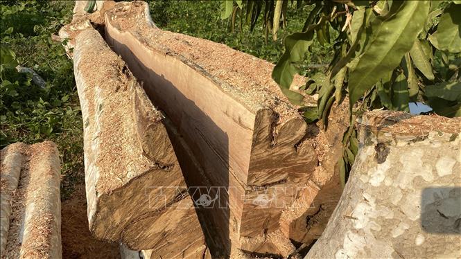 Trong ảnh: Thân cây bằng lăng bị cưa xẻ thành từng tấm ván nhỏ. Ảnh: Tường Quân - TTXVN 
