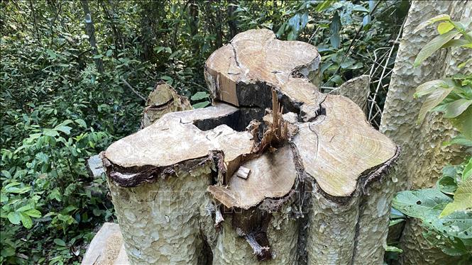 Trong ảnh: Một gốc cây bằng lăng nằm trong rừng tự nhiên xã Sơn Hội, huyện Sơn Hòa bị chặt hạ cách đây không lâu. Ảnh: Tường Quân - TTXVN 