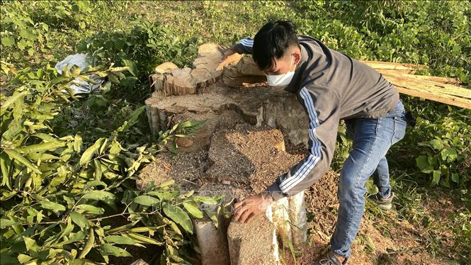 Trong ảnh: Một gốc cây bằng lăng có đường kính lớn vừa bị chặt hạ thuộc khu vực rừng xã Sơn Hội, huyện Sơn Hòa. Ảnh: Tường Quân - TTXVN 