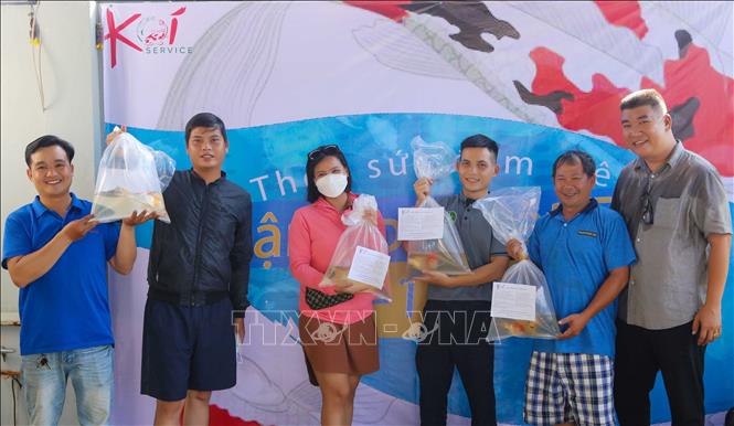 Trong ảnh: Người dân thích thú đến nhận cá Koi Nhật Bản miễn phí về nuôi trải nghiệm. Ảnh: Trần Lê Lâm – TTXVN 