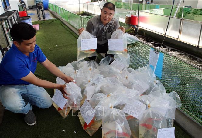Trong ảnh: Anh Trần Thướt Vỹ (bên phải) đang cùng nhân viên chuẩn bị các bao cá Koi để tặng cho người dân. Ảnh: Trần Lê Lâm – TTXVN 