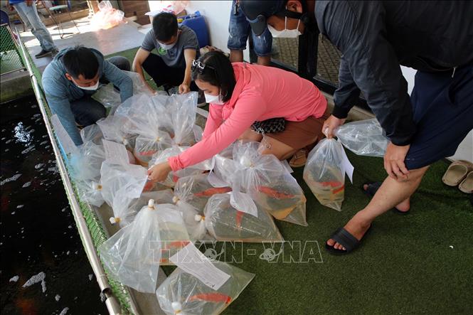 Trong ảnh: Người nhận được tự lựa chọn các loại cá Koi mình thích tại chương trình tặng. Ảnh: Trần Lê Lâm – TTXVN 
