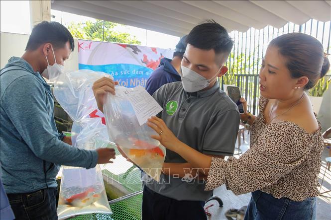 Trong ảnh: Người nhận cá Koi được hướng dẫn cách chăm sóc để nuôi cá trải nghiệm. Ảnh: Trần Lê Lâm – TTXVN 