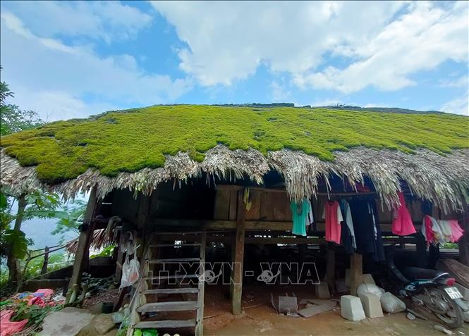 Trong ảnh: Những mái nhà lá cọ được rêu phủ xanh mướt. Ảnh: Nam Thái - TTXVN
