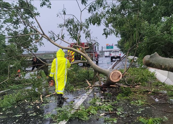 Trong ảnh: Cây cối bị quật đổ do bão Fiona tại Vega Baja, Puerto Rico, ngày 18/9/2022. Ảnh: AFP/ TTXVN