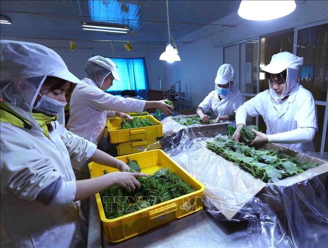 Công ty Cổ phần May Hồ Gươm đầu tư trồng tía tô xanh lấy lá xuất khẩu sang thị trường Nhật Bản. Ảnh: Vũ Sinh – TTXVN