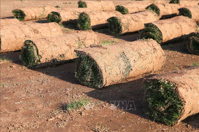 Trong ảnh: Cỏ Nhật được cuộn tròn thành từng bó để thuận tiện cho việc vận chuyển. Ảnh: Công Luật - TTXVN