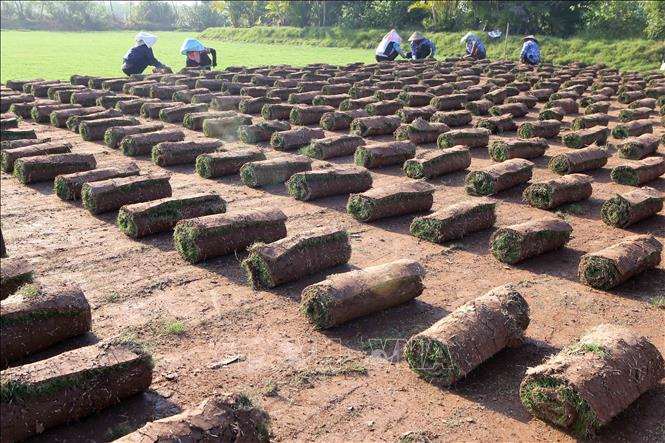 Trong ảnh: Thu nhập bình quân mỗi ha cỏ Nhật đạt từ 250-300 triệu đồng/năm, đã giúp nhiều người trồng cỏ Nhật tại Nam Định vươn lên làm giàu. Ảnh: Công Luật-TTXVN