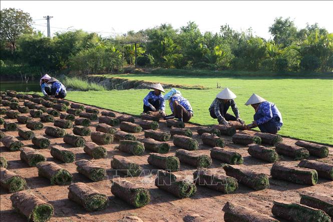 Trong ảnh: Nghề trồng cỏ Nhật đã đem lại việc làm đều đặn cho hàng trăm lao động tại địa phương với mức thu nhập từ 6-8 triệu đồng/tháng. Ảnh: Công Luật-TTXVN