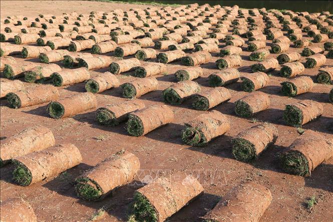 Trong ảnh: Những bó cỏ Nhật được đánh cuộn tròn gọn gàng chờ giao cho khách. Ảnh: Công Luật-TTXVN