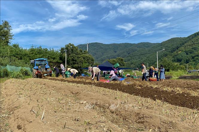 Trong ảnh: Thu hoạch sâm tươi ở huyện Gapyeong, tỉnh Gyeonggi, Hàn Quốc. Ảnh: Anh Nguyên - PV TTXVN tại Hàn Quốc