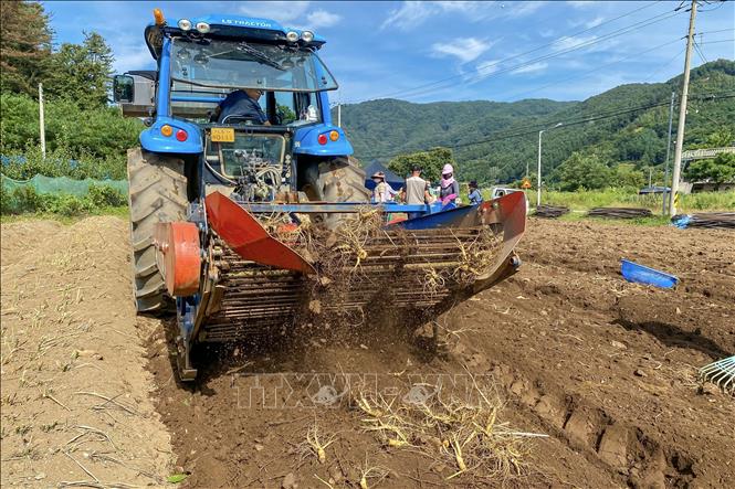 Trong ảnh: Sâm tươi được máy kéo xới lên mặt đất để thu hoạch. Ảnh: Anh Nguyên - PV TTXVN tại Hàn Quốc