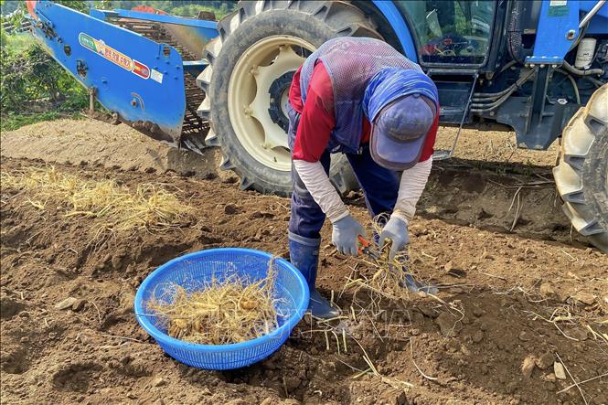 Trong ảnh: Công đoạn cắt bỏ gốc cây sâm tại nông trại Sâm ở huyện Gapyeong, tỉnh Gyeonggi, Hàn Quốc. Ảnh: Anh Nguyên - PV TTXVN tại Hàn Quốc