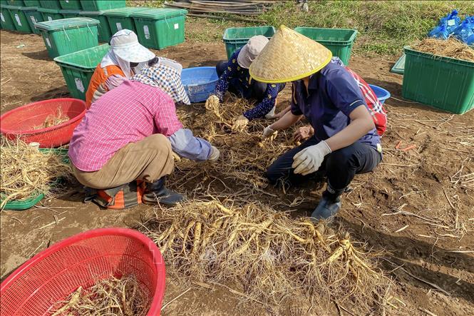 Trong ảnh: Phân loại sâm tươi sau khi thu hoạch. Ảnh: Anh Nguyên - PV TTXVN tại Hàn Quốc