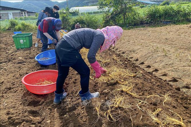 Trong ảnh: Lao động thời vụ Việt Nam thu hoạch sâm tươi tại nông trại Sâm ở huyện Gapyeong, tỉnh Gyeonggi, Hàn Quốc. Ảnh: Anh Nguyên - PV TTXVN tại Hàn Quốc
