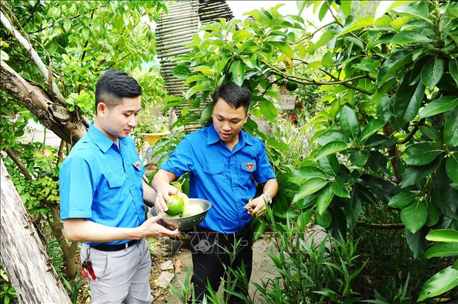 Trong ảnh: Đoàn viên Nguyễn Phú Bình với mô hình trang trại đem lại hiệu quả kinh tế cao. Ảnh: Minh Đức - TTXVN