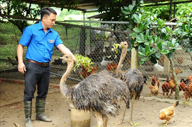 Trong ảnh: Đoàn viên Nguyễn Phú Bình với mô hình trang trại đem lại hiệu quả kinh tế cao. Ảnh: Minh Đức - TTXVN