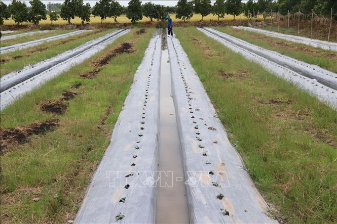 Switching rice to other crops offers farmers in Thap Muoi district higher profits than growing three rice crops a year. VNA Photo: Nguyễn Văn Trí