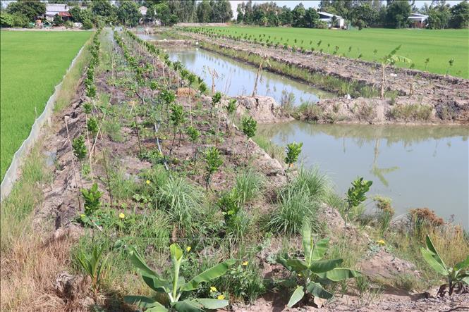 Switching rice to other crops in Cao Lanh district. VNA Photo: Nguyễn Văn Trí
