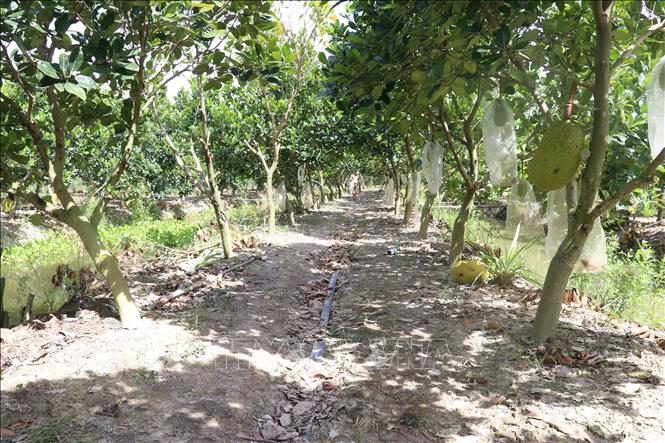A jackfruit plantation on rice fields in Thanh Binh district. VNA Photo: Nguyễn Văn Trí