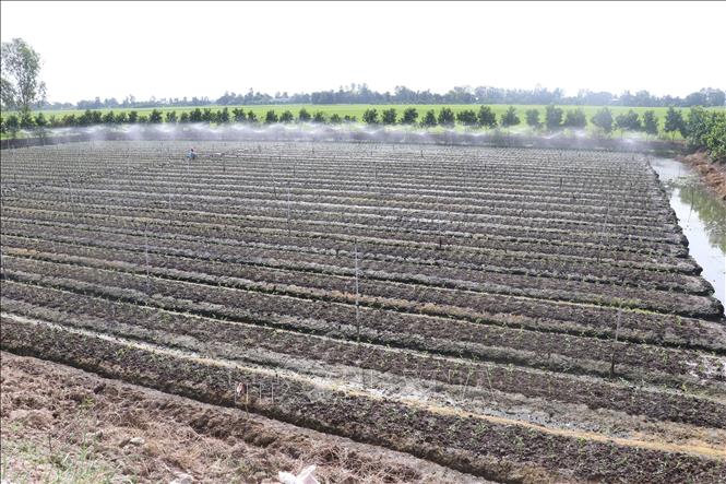 Growing other crops rotated on rice fields in Cao Lanh district. VNA Photo: Nguyễn Văn Trí