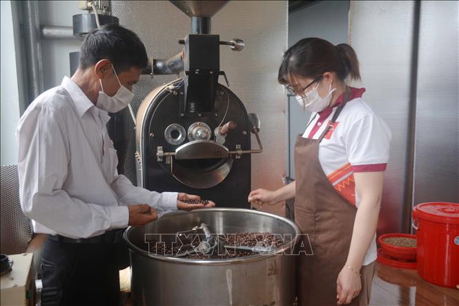 Trong ảnh: Sử dụng máy rang cà phê giúp chất lượng sản phẩm đồng đều hơn và giải phóng sức lao động. Ảnh: Hoài Thu – TTXVN