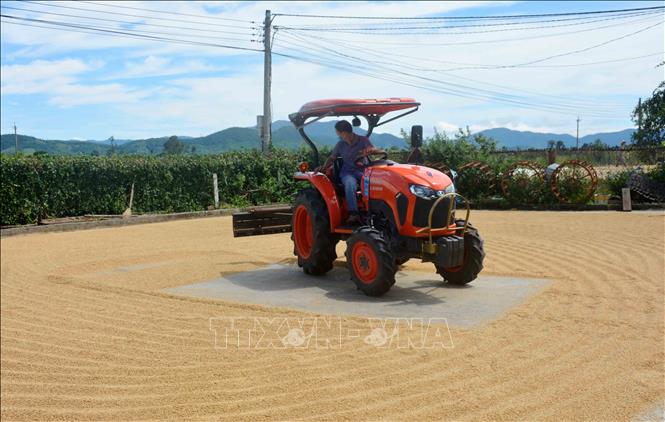 Trong ảnh: Gia đình anh Nông Văn Tiếp tại xã Ea Ô, huyện Ea Kar, tỉnh Đắk Lắk đầu tư, sử dụng máy cày vào công việc phơi, đảo lúa. Ảnh: Hoài Thu – TTXVN