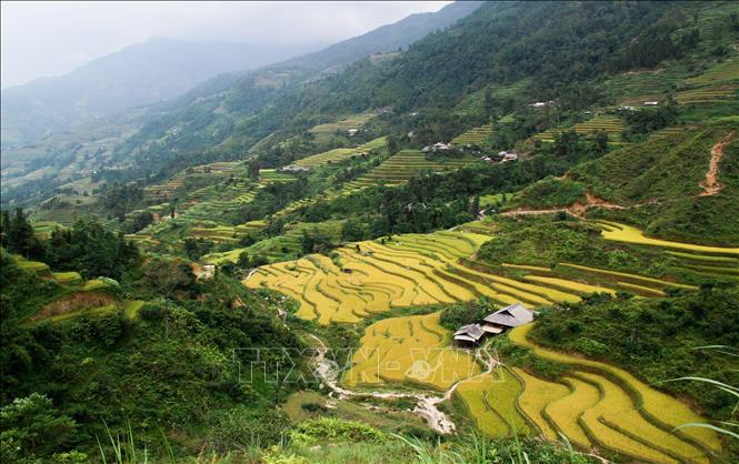 Trong ảnh: Những thửa ruộng bậc thang như những thảm lụa vàng. Ảnh: Nam Thái - TTXVN