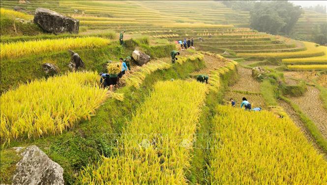 Trong ảnh: Bộ đội Biên phòng giúp dân gặt lúa. Ảnh: Nam Thái - TTXVN