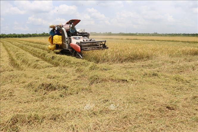 Trong ảnh: Sử dụng máy gặt đập liên hợp thu hoạch lúa Đông Xuân tại huyện Thanh Bình. Ảnh: Nguyễn Văn Trí - TTXVN