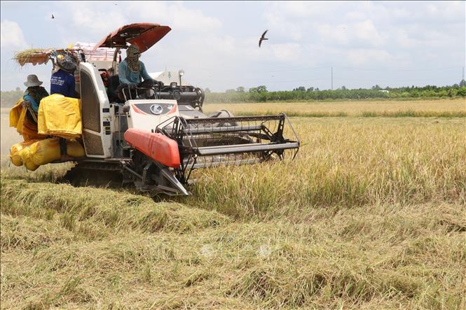 Trong ảnh: Sử dụng máy gặt đập liên hợp thu hoạch lúa Đông Xuân tại huyện Thanh Bình. Ảnh: Nguyễn Văn Trí - TTXVN
