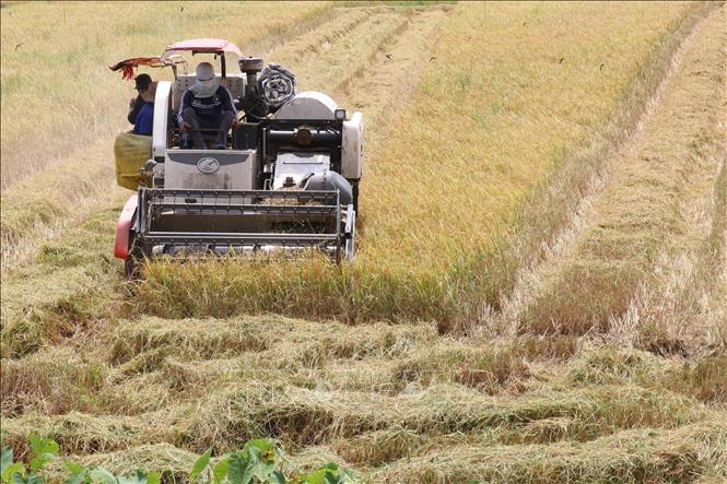 Trong ảnh: Sử dụng máy gặt đập liên hợp thu hoạch lúa Hè Thu 2022 tại huyện Cao Lãnh. Ảnh: Nguyễn Văn Trí - TTXVN