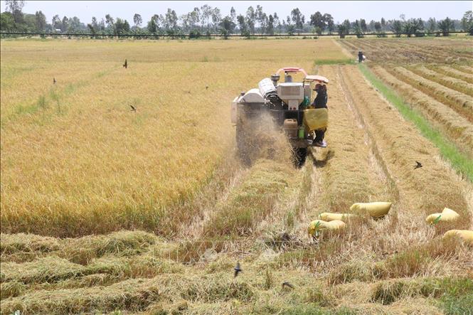 Trong ảnh: Sử dụng máy gặt đập liên hợp thu hoạch lúa Hè Thu 2022 tại huyện Cao Lãnh. Ảnh: Nguyễn Văn Trí - TTXVN