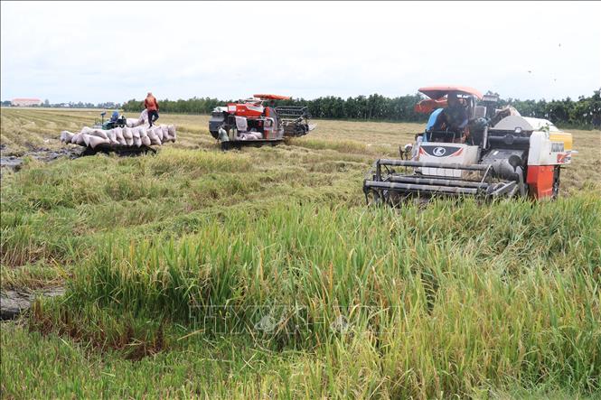 Trong ảnh: Sử dụng máy gặt đập liên hợp thu hoạch lúa Hè Thu 2022 tại huyện Thanh Bình. Ảnh: Nguyễn Văn Trí - TTXVN