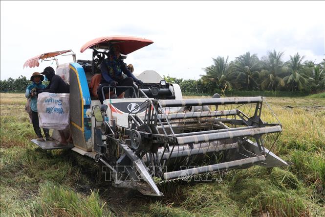 Trong ảnh: Sử dụng máy gặt đập liên hợp thu hoạch lúa Đông Xuân tại huyện Thanh Bình. Ảnh: Nguyễn Văn Trí - TTXVN