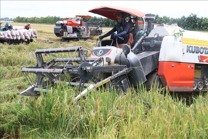 Trong ảnh: Sử dụng máy gặt đập liên hợp thu hoạch lúa Đông Xuân tại huyện Thanh Bình. Ảnh: Nguyễn Văn Trí - TTXVN
