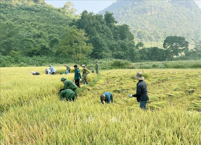 Trong ảnh: Lực lượng bộ đội biên phòng Đồn Biên phòng cửa khẩu quốc tế Tây Trang cùng người dân bản Na Láy (xã Na Ư, huyện Điện Biên, tỉnh Điện Biên) gặt lúa. Ảnh: TTXVN phát