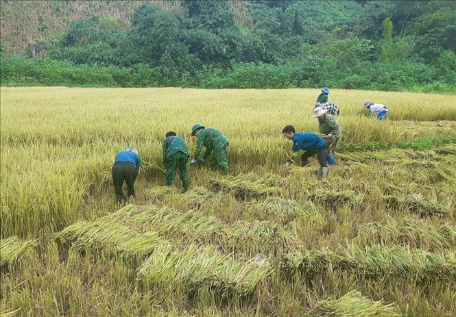 Trong ảnh: Với phương châm “giúp nhà nào, gọn nhà đó”, cán bộ, chiến sĩ Biên phòng và lực lượng phối hợp đã huy động lực lượng để gặt, thu gom lúa về địa điểm tập kết trong thời gian nhanh nhất. Ảnh: TTXVN phát