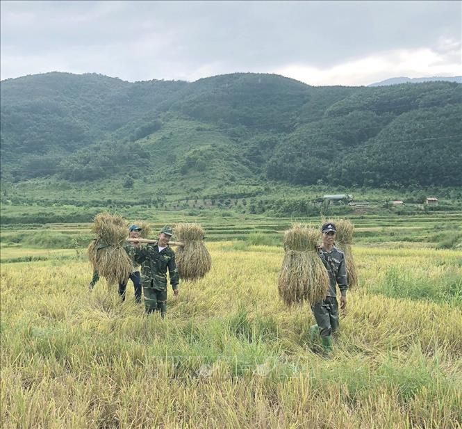 Trong ảnh: Lực lượng bộ đội biên phòng tỉnh Điện Biên phải gánh lúa về nơi địa điểm tập kết bằng phương thức thủ công, dùng sức người là chính. Ảnh: TTXVN phát 